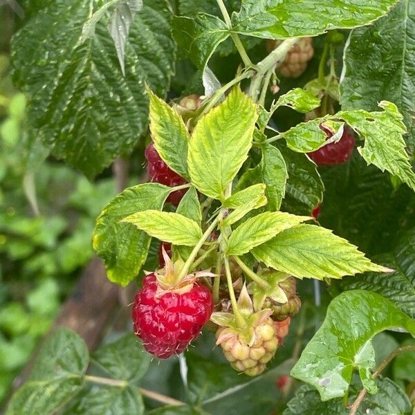 Rubus idaeus Фрукт