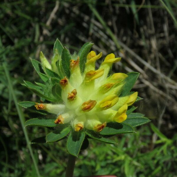 Anthyllis vulneraria Blomma