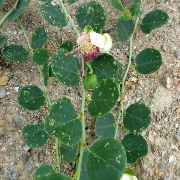 Capparis spinosa 花