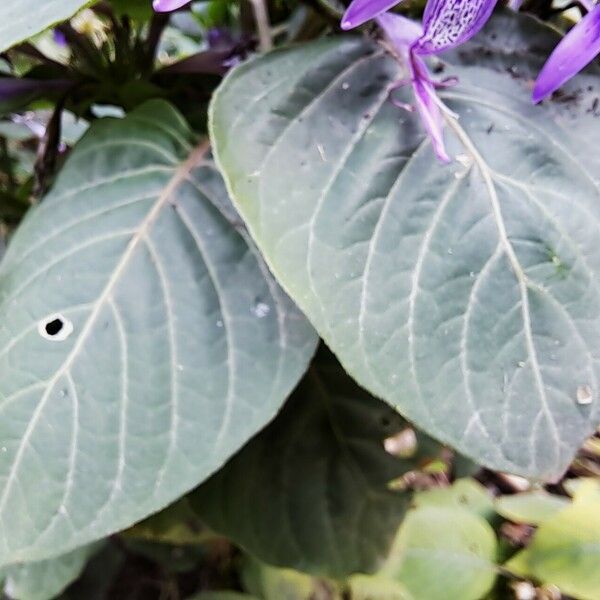 Hypoestes aristata ഇല