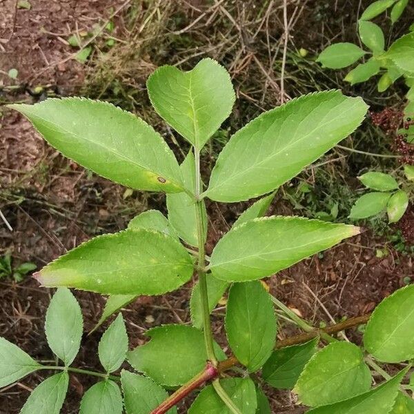 Sambucus nigra Blad