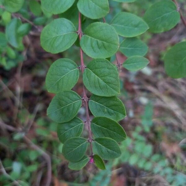 Symphoricarpos orbiculatus List