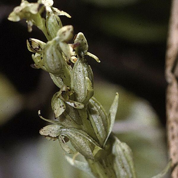 Platanthera aquilonis Fiore