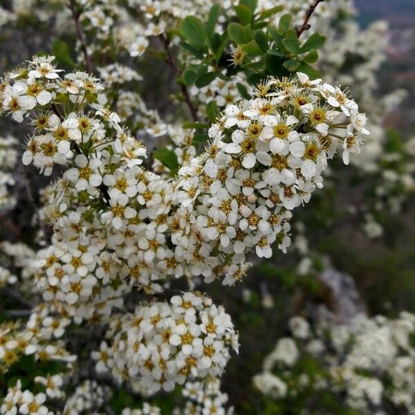 Spiraea hypericifolia Blüte