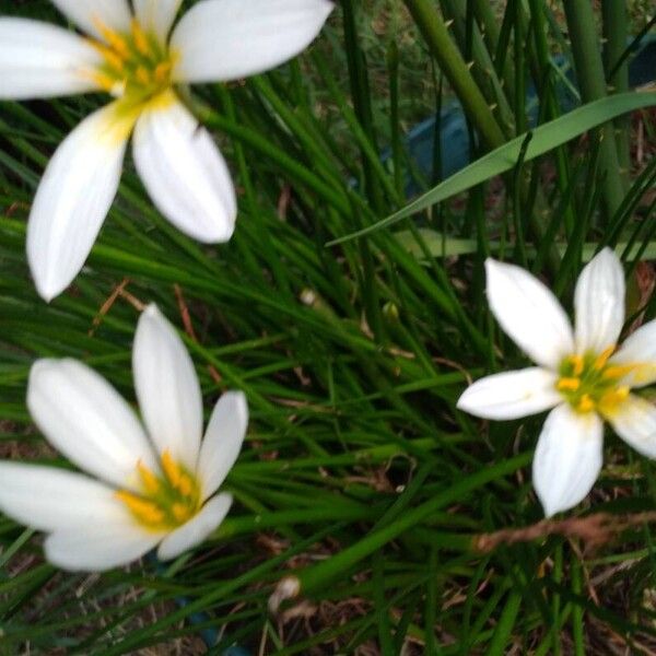 Zephyranthes candida Květ