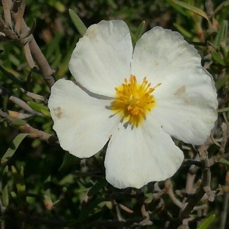 Helianthemum almeriense Kwiat