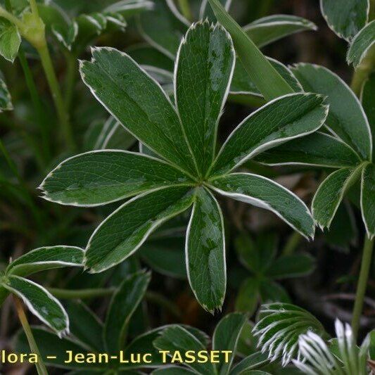 Alchemilla alpigena Leaf