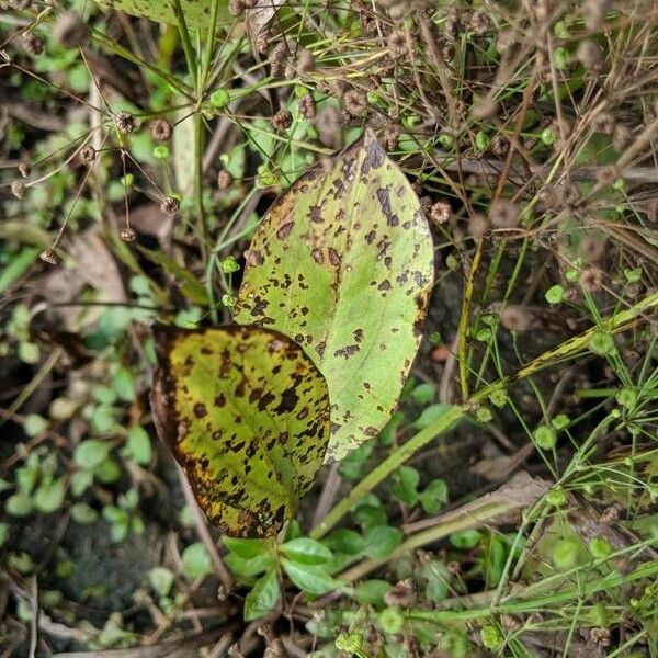 Alisma triviale Feuille