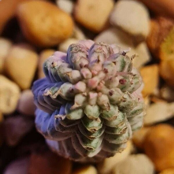 Euphorbia mammillaris Flower