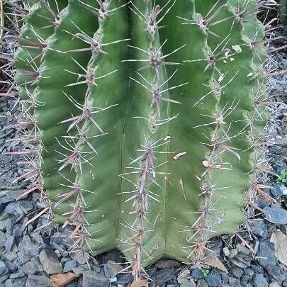 Ferocactus herrerae Hostoa