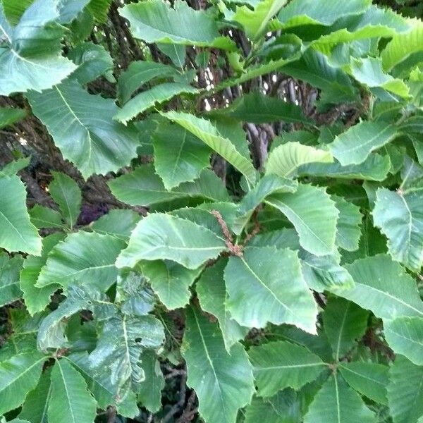 Quercus pontica Folla