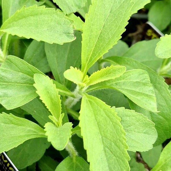 Stevia rebaudiana Leaf