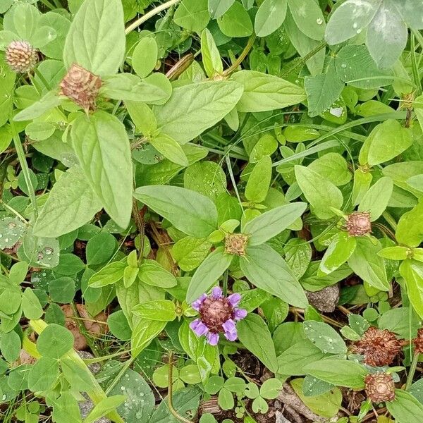 Prunella vulgaris 整株植物