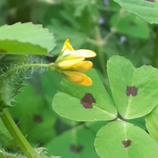 Medicago arabica Λουλούδι