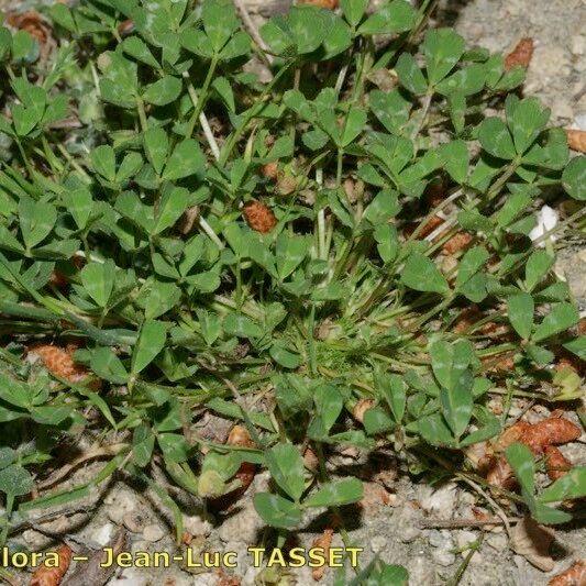 Trifolium suffocatum Plante entière