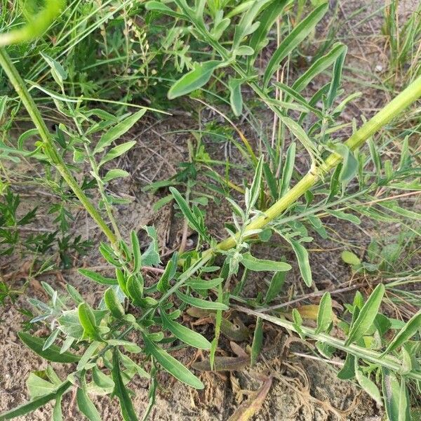 Centaurea scabiosa Blad