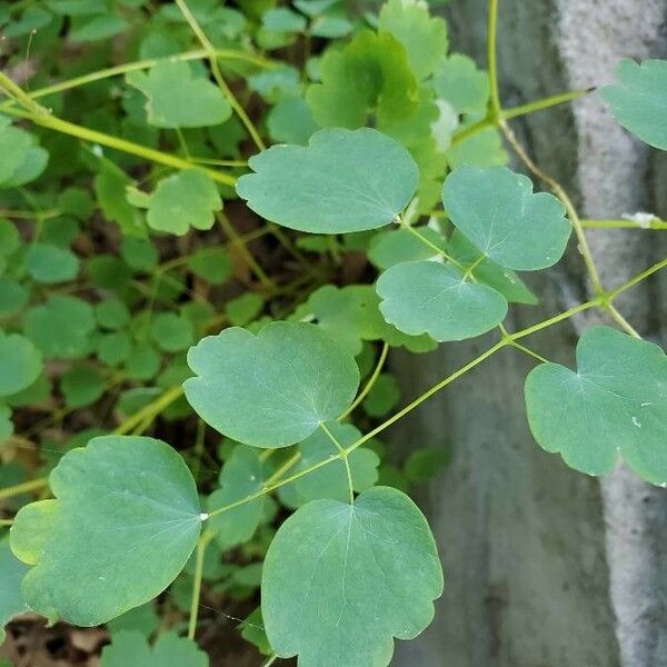 Thalictrum dioicum List