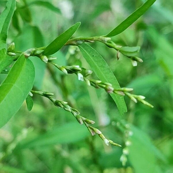 Persicaria hydropiper പുഷ്പം