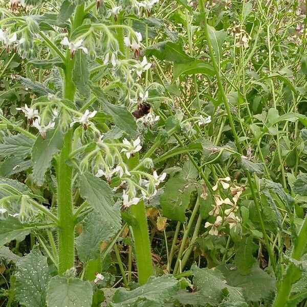 Borago officinalis Flower