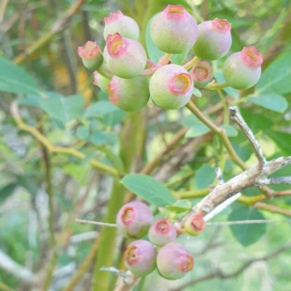 Vaccinium corymbosum Fruit