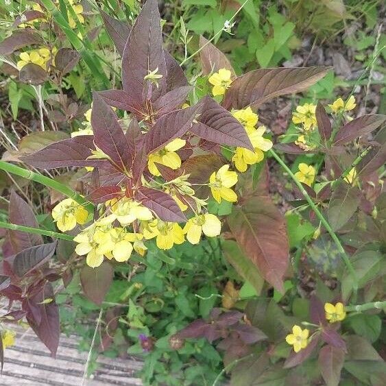 Lysimachia ciliata Цвят