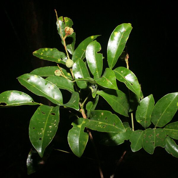 Matayba guianensis Blad