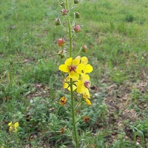 Verbascum blattaria Kukka