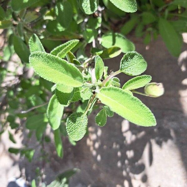 Salvia fruticosa Leaf