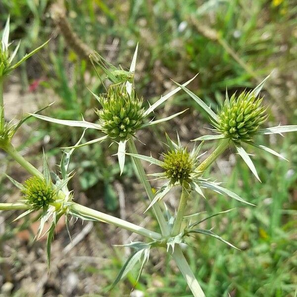 Eryngium campestre Õis