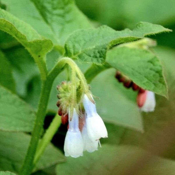 Symphytum caucasicum Leaf