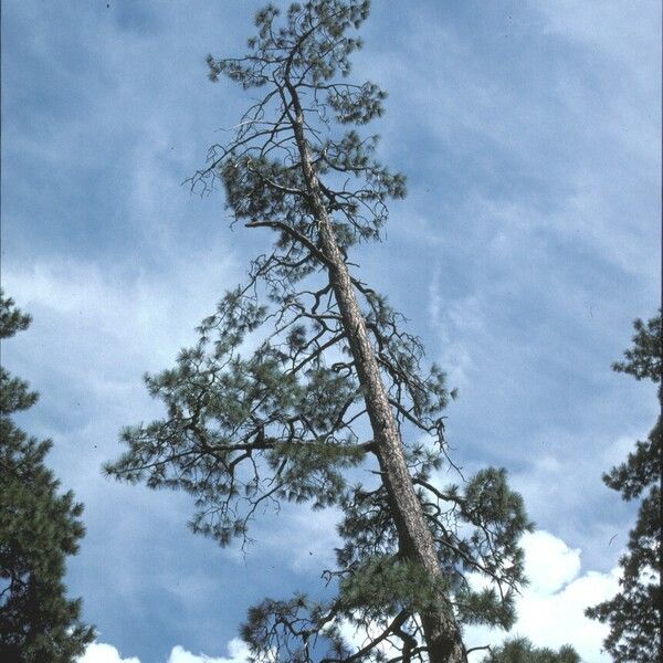 Pinus ponderosa Характер