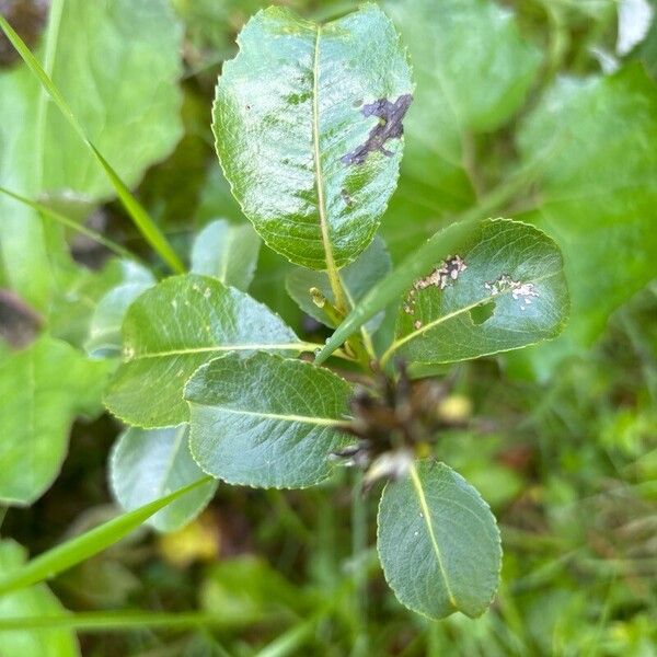 Salix glabra برگ