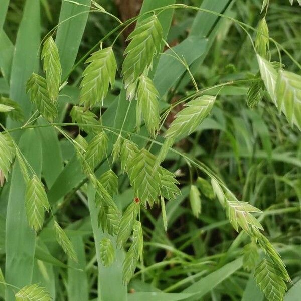 Chasmanthium latifolium Blomst