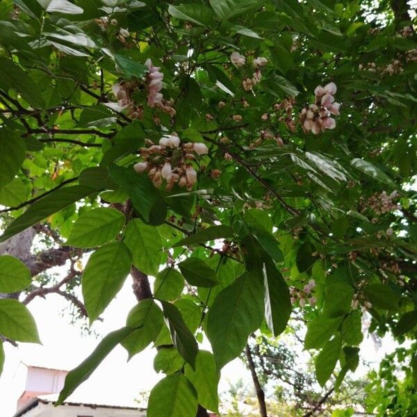 Pongamia pinnata 花