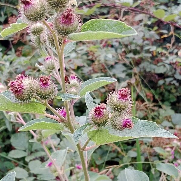 Arctium tomentosum Blomma