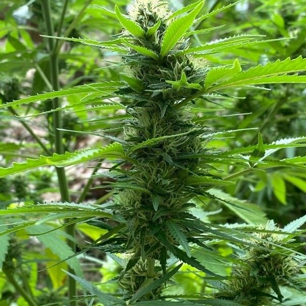 Cannabis sativa Floare
