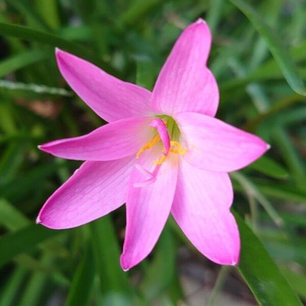 Zephyranthes rosea Blomma