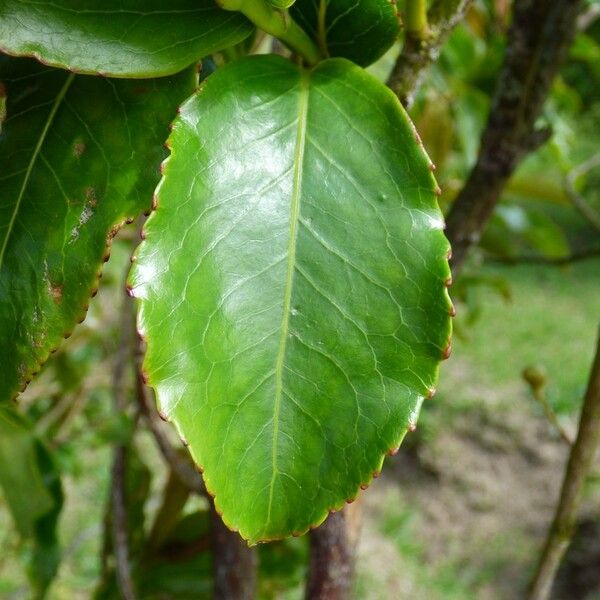 Aphloia theiformis Leaf
