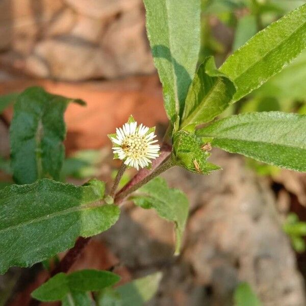 Eclipta prostrata ᱵᱟᱦᱟ