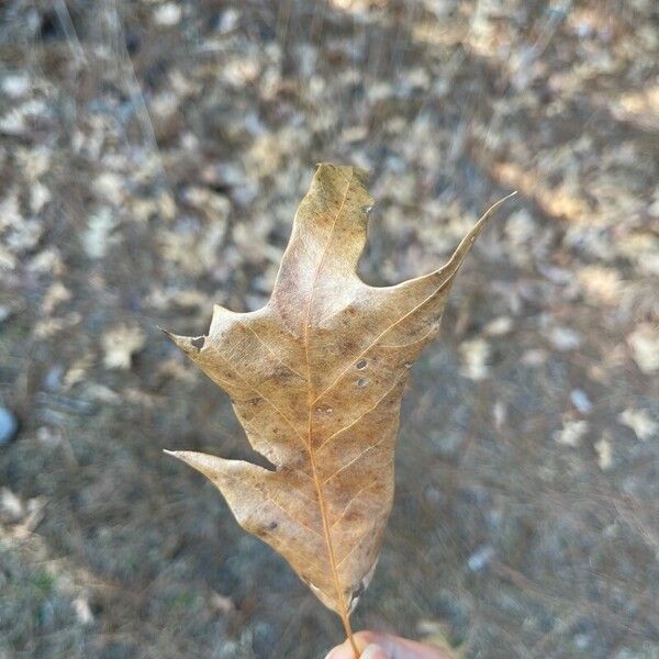 Quercus falcata Leaf