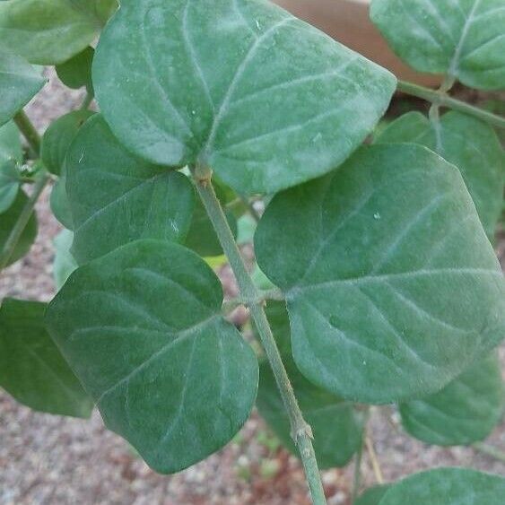 Jasminum sambac 葉