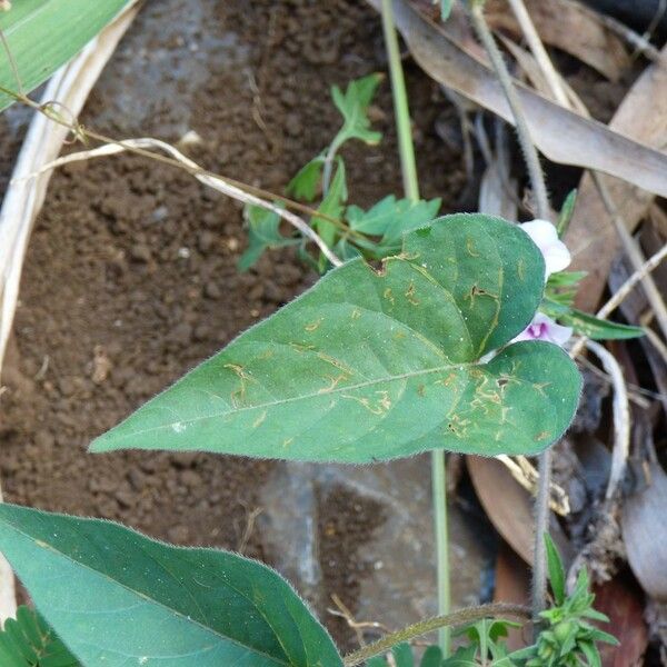 Ipomoea eriocarpa Лист