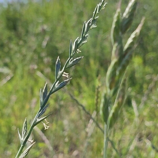 Lolium perenne Floare