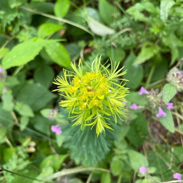 Euphorbia cyparissias Folla