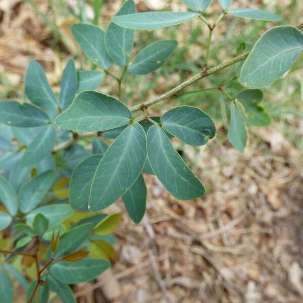 Pithecellobium dulce Leaf