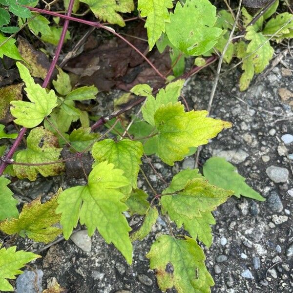 Clematis virginiana Foglia