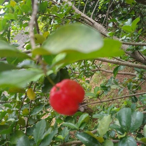 Malpighia glabra Fruit