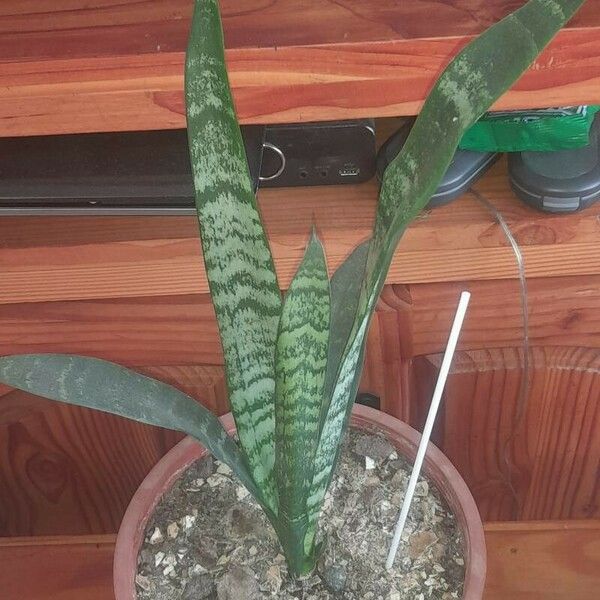 Dracaena hyacinthoides List