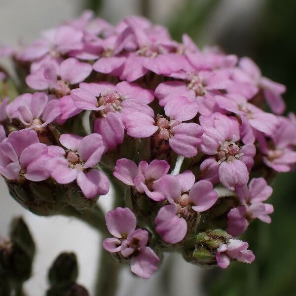 Achillea asiatica Blomst