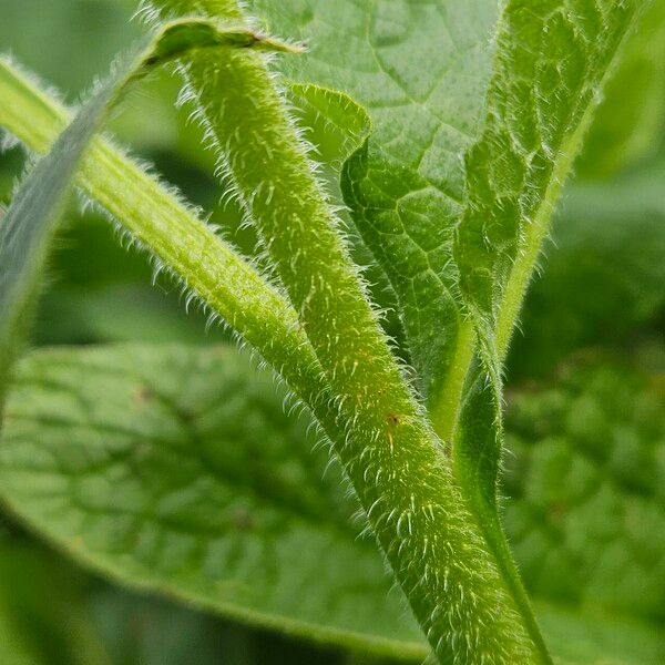 Symphytum asperum Кора